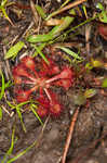 Pink sundew